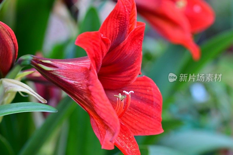 孤挺花/ Hippeastrum